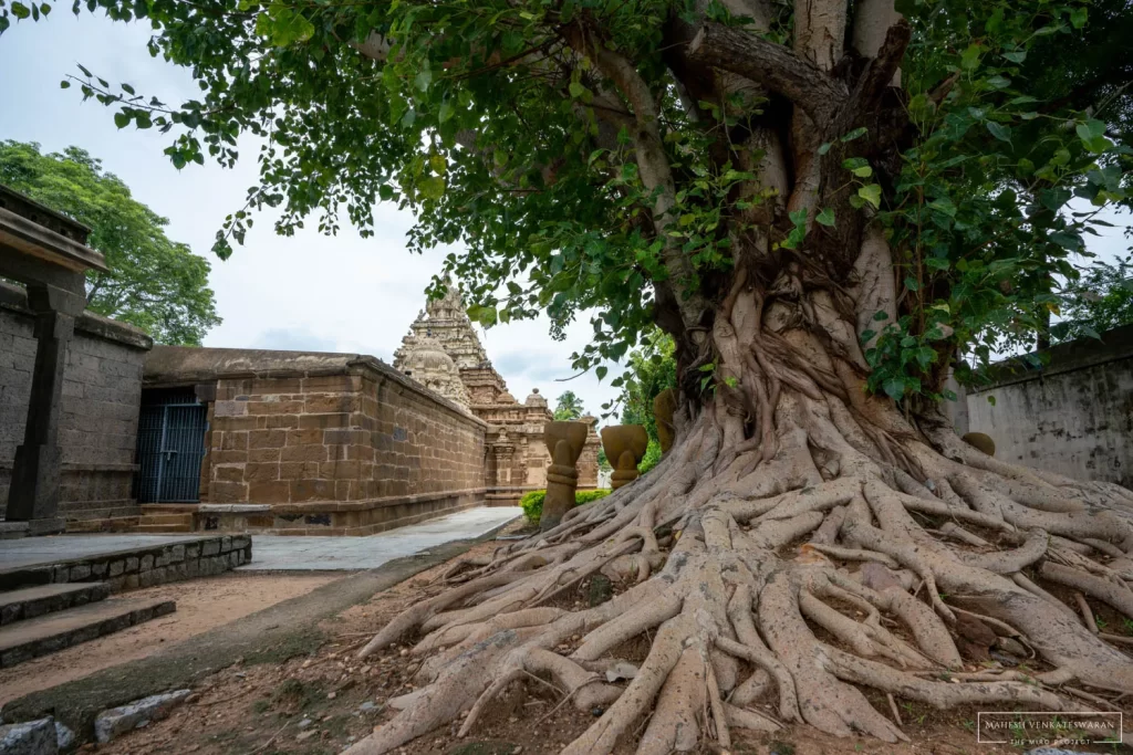 Sri Vaikunta Perumal Temple